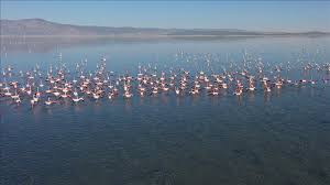 Vogelschutzgebiet Acıgöl